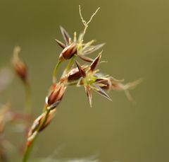 Luzula forsteri