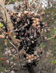 Ropalidia capensis