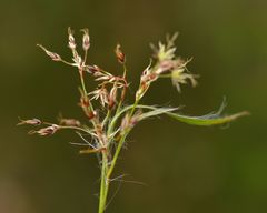 Luzula forsteri