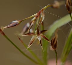 Luzula forsteri