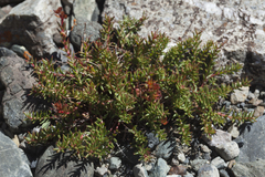 Rhodiola quadrifida