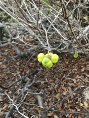 Sclerocroton