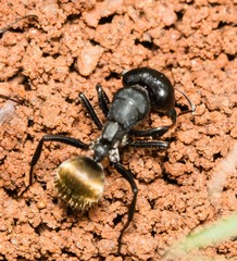 Camponotus sericeus