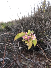 Sclerocroton