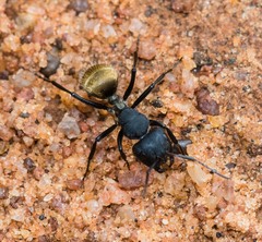 Camponotus sericeus
