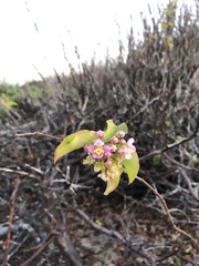 Sclerocroton