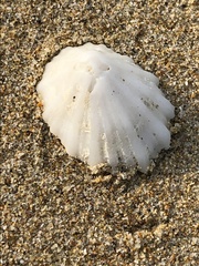 Niveotectura pallida