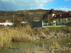Phragmites australis