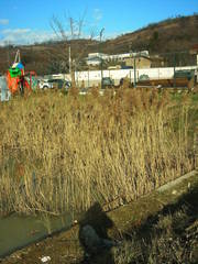Phragmites australis