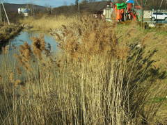 Phragmites australis