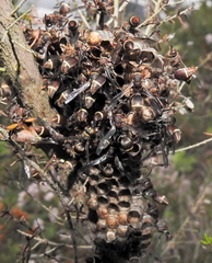 Ropalidia capensis