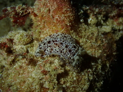 Dendrodoris