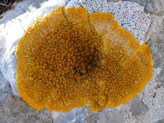 Variospora aurantia
