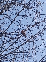 Cardinalis cardinalis