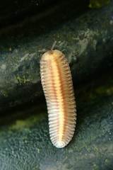 Polyzoniida