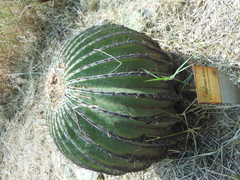 Echinocactus