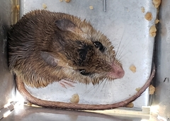 Gerbilliscus vallinus