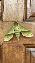 Xylophanes tyndarus
