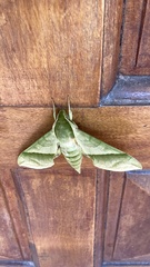 Xylophanes tyndarus