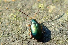 Aphthona strigosa