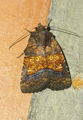 Perigea xanthioides
