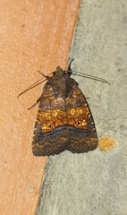 Perigea xanthioides