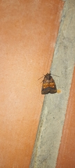 Perigea xanthioides
