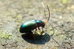 Aphthona strigosa