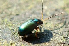 Aphthona strigosa