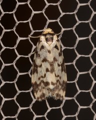 Goniosema anguliscripta