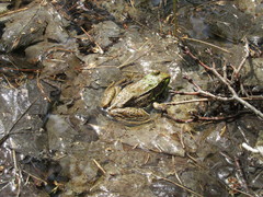 Lithobates clamitans image