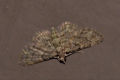 Chloroclystis mniochroa