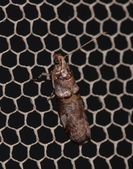 Conobathra hemichlaena