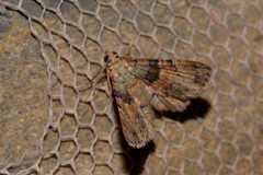 Gymnoscelis derogata