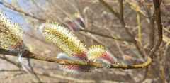 Salix gracilistyla