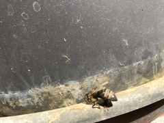 Apis mellifera