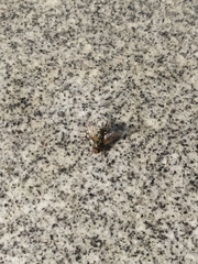 Pollenia rudis