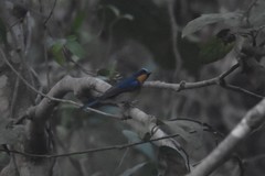 Cyornis