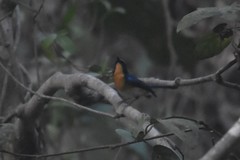 Cyornis