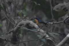 Cyornis