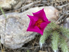 Portulaca eruca