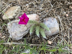 Portulaca eruca