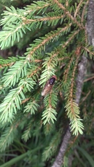 Rhingia