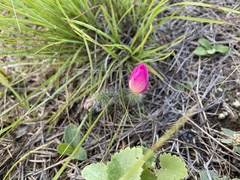 Portulaca eruca