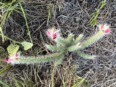 Portulaca eruca