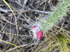 Portulaca eruca