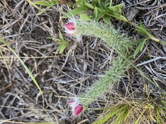 Portulaca eruca