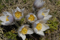 Pulsatilla vernalis