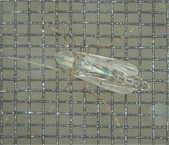 Chironomus crassicaudatus