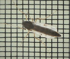 Chironomus crassicaudatus